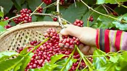 Giá cà phê hôm nay 12/5: Tăng mạnh 1.000 đ/kg