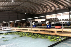 Kinh tế trang trại ở huyện Krông Pắc: Hướng đi bền vững trong xây dựng nông thôn mới