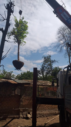 Cây xanh tiếp tục “chia tay” với buôn làng