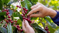 Giá cà phê hôm nay 14/5: Mất mốc 41.000 đ/kg