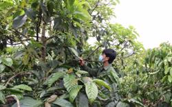 Cà phê cảnh quan: Đa thu nhập, đa lợi ích