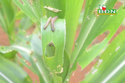 Chú ý phòng, chống sinh vật gây hại vụ hè thu