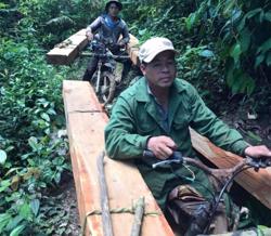 Khởi tố vụ khai thác gỗ lậu ở Gia Lai đưa về Đắk Lắk tiêu thụ