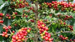 Giá cà phê hôm nay 18/5: Tăng lên mức 42 triệu đồng/tấn