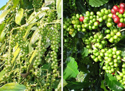 Cà phê, hồ tiêu của Ðắk Nông được hỗ trợ phí bảo hiểm nông nghiệp