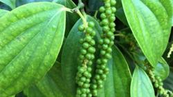 Giá tiêu hôm nay 21/5: Giảm mạnh 1.000 đ/kg