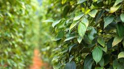 Giá tiêu hôm nay 23/5: Thị trường sắp tới ra sao?