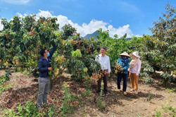 Nông dân Cư Drăm chuyển đổi cây trồng phù hợp với biến đổi khí hậu