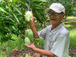 Giá xoài xuống thấp, nông dân Ea Súp lo lắng tìm đầu ra