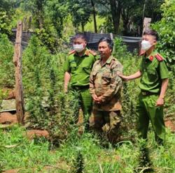 Triệt phá đường dây trồng, bao tiêu cần sa trái phép cực lớn