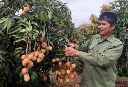 Hướng đi cho vải chín sớm