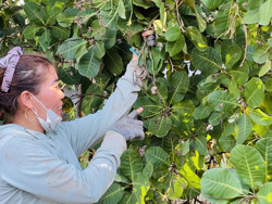 Đắk Lắk: Điều mất mùa, rớt giá khiến người trồng điều 'đứng ngồi không yên'