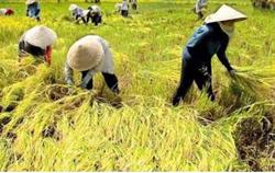Gỡ vướng cho nông dân