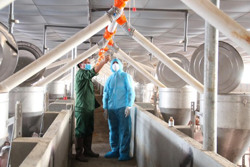 Ứng dụng công nghệ cao trong chăn nuôi: Vẫn còn nhiều thách thức