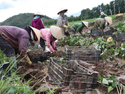 Khoai lang rớt giá: Nông dân lo âu