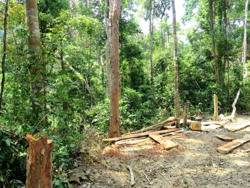 Diện tích rừng trên địa bàn huyện Ea Kar bị suy giảm hơn 1.655 ha