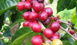 Giá cà phê hôm nay 4/5: Tăng nhẹ, tiến sát 42.000 đ/kg