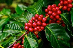 Xuất khẩu cà phê đạt mức cao kỷ lục