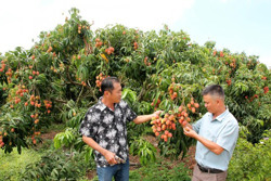 Nâng vị thế cây vải chín sớm