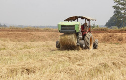 Nghề thu gom... rơm