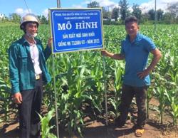 Triển vọng mô hình trồng ngô sinh khối