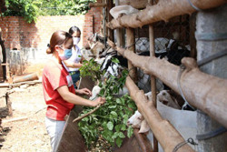 Kinh tế khởi sắc nhờ chuyển đổi cây trồng, vật nuôi hiệu quả