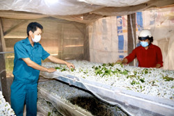 Thanh niên huyện Lắk phát triển trồng dâu nuôi tằm