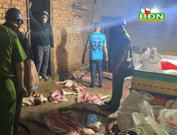 Cư Jút bắt giữ 1 vụ giết mổ gần 1 tấn heo chết bốc mùi hôi thối