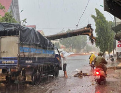 Nơm nớp nỗi lo cây xanh gãy đổ