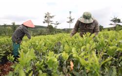 Ăn 'quả đắng' vì giống mắc ca đểu