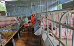 Để người chăn nuôi heo vượt qua "bão giá”
