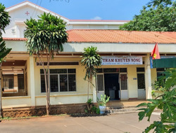 Phối giống bò… trên giấy!