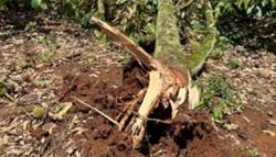 Gần 500 tấn sầu riêng bị rụng sau trận gió lốc