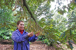 Nâng tầm thương hiệu "Sầu riêng Krông Pắc"