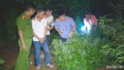 Khởi tố đối tượng trồng cần sa lấy hoa để bán