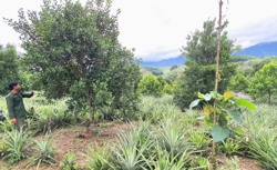 Nông dân Cư Drăm chuyển đổi cây trồng phù hợp với biến đổi khí hậu