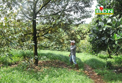 Vụ sầu riêng kém vui