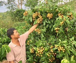 Thu nhập khá từ nhãn hương chi