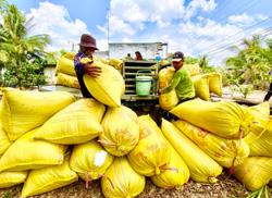 Khơi thông thị trường cho gạo Việt