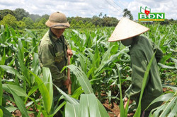 Biến đổi khí hậu làm gia tăng sâu bệnh hại