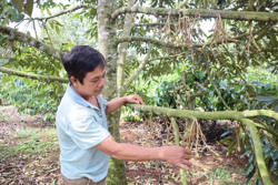 Sầu riêng đối mặt với biến đổi khí hậu