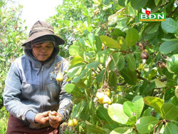 Sản xuất nông nghiệp trong điều kiện biến đổi khí hậu