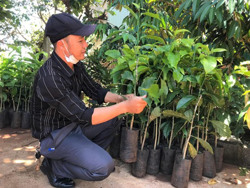 Dổi xanh bén đất Ea Khăl