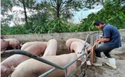 Công bố sản xuất thành công vắc-xin dịch tả heo châu Phi