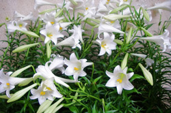 Trồng bách hợp - vừa chơi hoa vừa làm thuốc quý