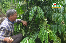 Khuyến cáo về chăm sóc cây trồng trong mùa mưa