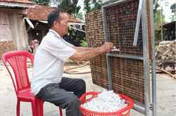 Thu nhập cao từ trồng dâu nuôi tằm