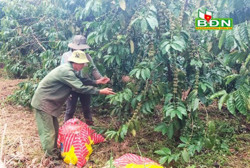 Sử dụng phân bón "4 đúng" để tăng hiệu quả sản xuất