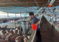 Chăn nuôi heo gia công: Hướng đi an toàn, hiệu quả