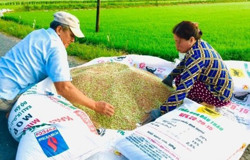 Có thể kéo giảm được giá phân bón?